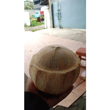

Kelapa kopyor istimewa Tayu