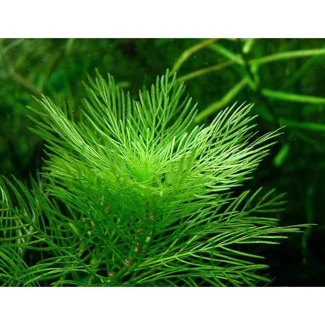 myriophyllum Aquaticum Green - tanaman aquascape