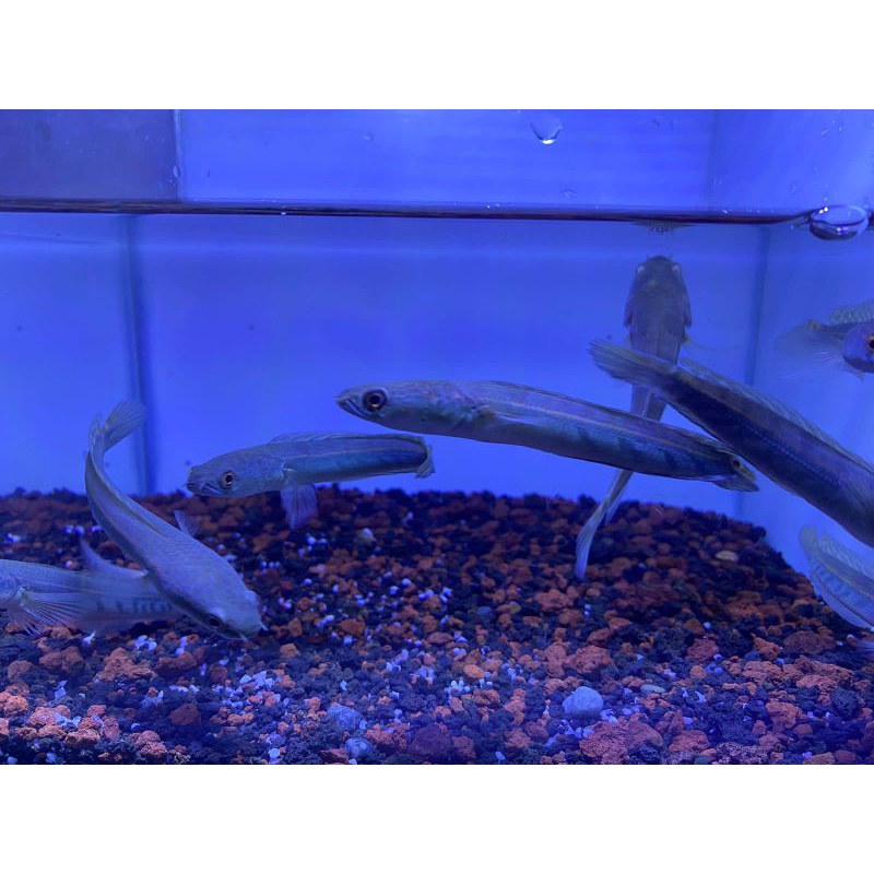 yellow Sentarum 10 12 cm