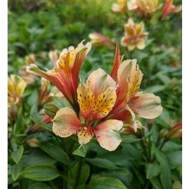 Tanaman Hias Bunga Astromelia Peruvian Lily Flower Alstromelia orange bakul kembang