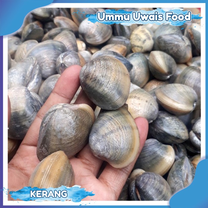 

Kerang Madu Fresh Berkualitas - 1 KG