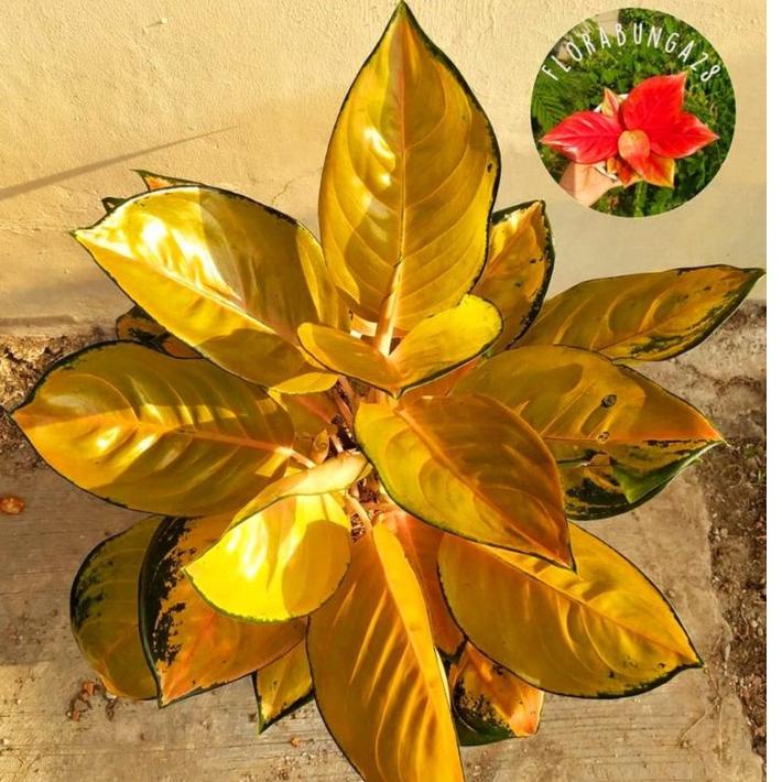 [L-M6M-»] Aglonema Sultan brunei remaja - tanaman hias hidup - bunga hidup - bunga aglonema - aglaonema merah - aglonema merah - aglonema murah - aglaonema murah_banyak diminati