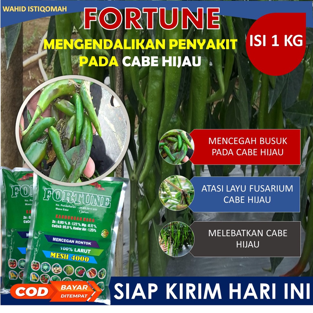 1 kg FORTUNE obat cabe biar buah lebat - obat cabe busuk dan perontok - obat cabe daun keriting - ob