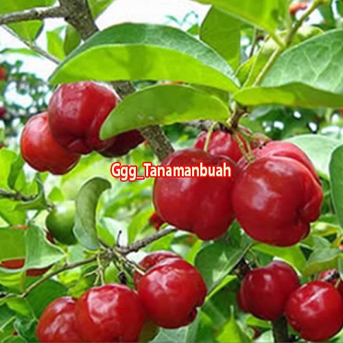 Bibit cherry vietnam / sianci manis cangkok super