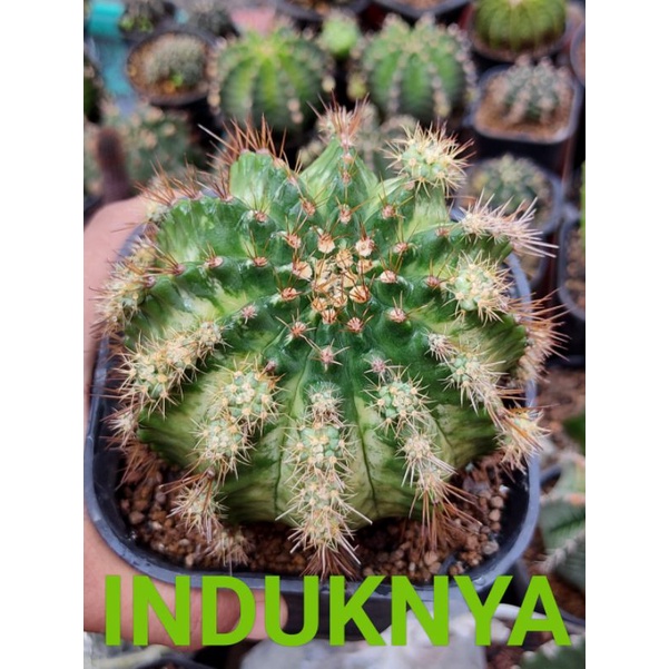 MARBLE SELECTED//MIHA HYBRID VARIGATA//KAKTUS//KAKTUS MINI//KAKTUS HIAS//OWNROOT//POTELAN//MIHANOVIC