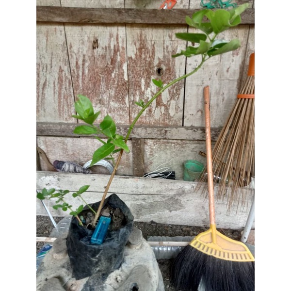 2 biji bonsai Sancang bahan bonsai