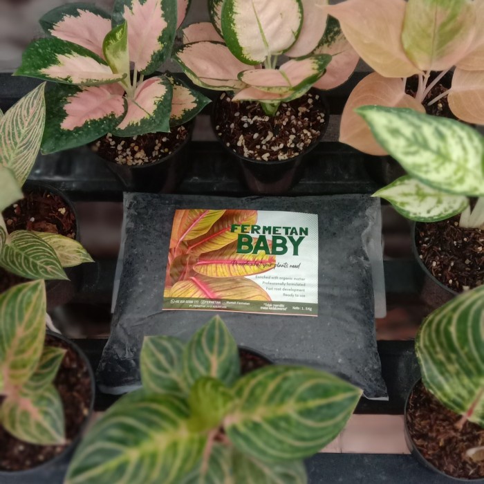 Fermetan Baby Media Tanam