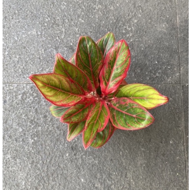 Jayanti - Tanaman Hias Aglaonema / Aglonema