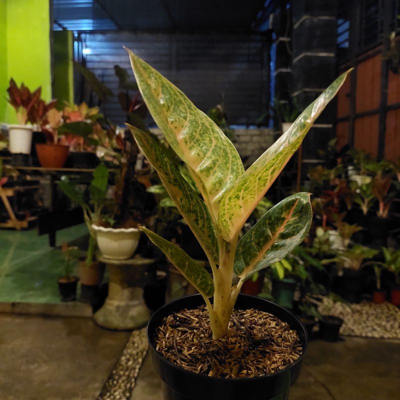 Aglonema deal lelang