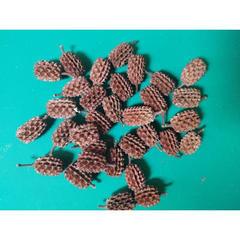 biji pinus mini /biji durian mini / biji kering