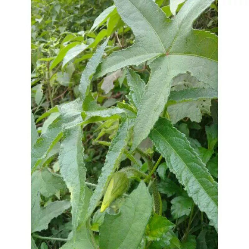 

Daun kapasan atau kaworo 500 gram