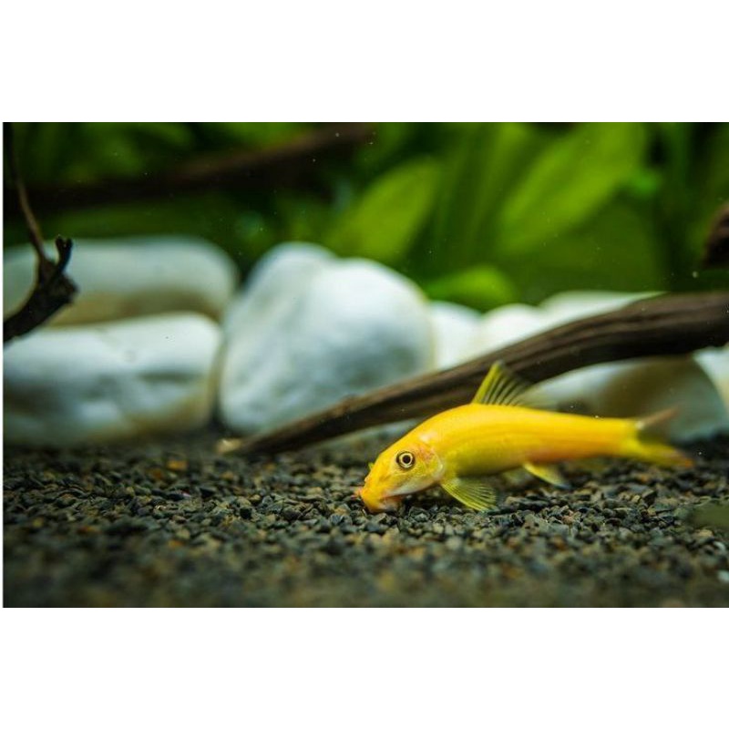 Chinese Algae Eater | Ikan Hias Pemakan Alga Lumut Aquascape | Ikan Hias CAE