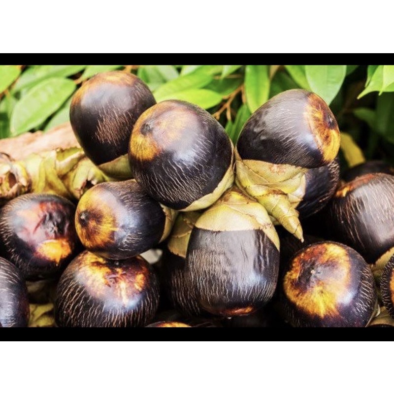 Buah Lontar / Buah Siwalan