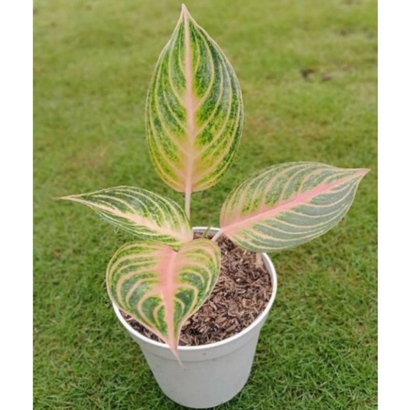 BIBiT TANAMAN HIAS AGLONEMA VERONICA GOLDEN ASLI