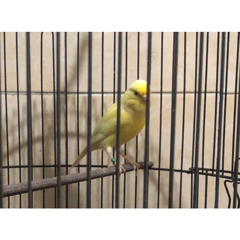 YS ternakan silang gacor  ( burung aja) - Burung kenari
