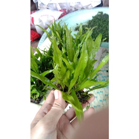java fern/kadaka
