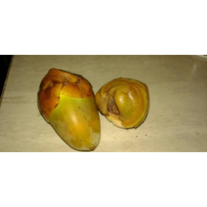 

Buah kelapa kecil beluluk untuk obat herbal