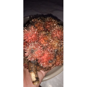 

BUAH RAMBUTAN TANAH/ PARAHULU/1KG
