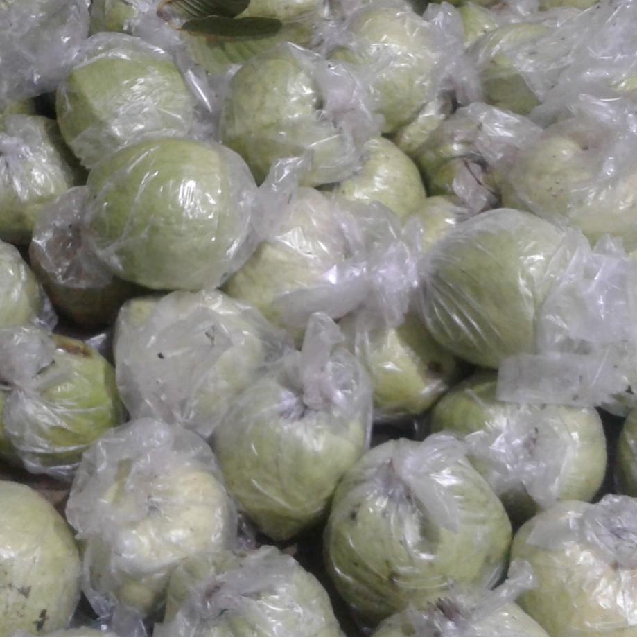 

➙ 1kg jambu kristal putih segar diskon ゜