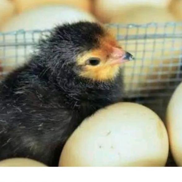 

((R-3-9 ✔> telur ayam bangkok fertil asli petarung per 1 butir super keren