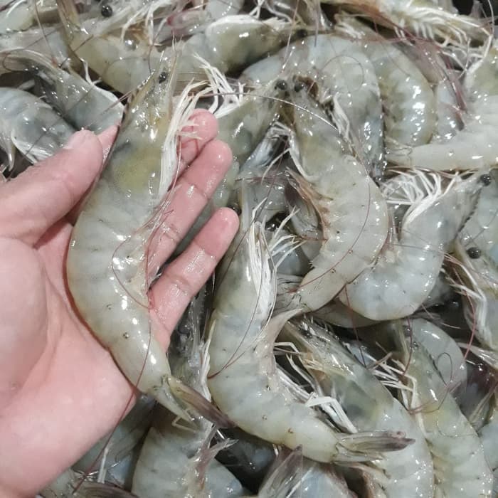 

PASAR ONLINE MURAH - UDANG SEGAR ATAU CUMI SEGAR 250GR