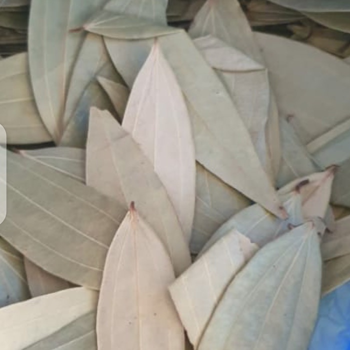 Jual Jual Daun Salam India Bay Leaves Kg Shopee Indonesia