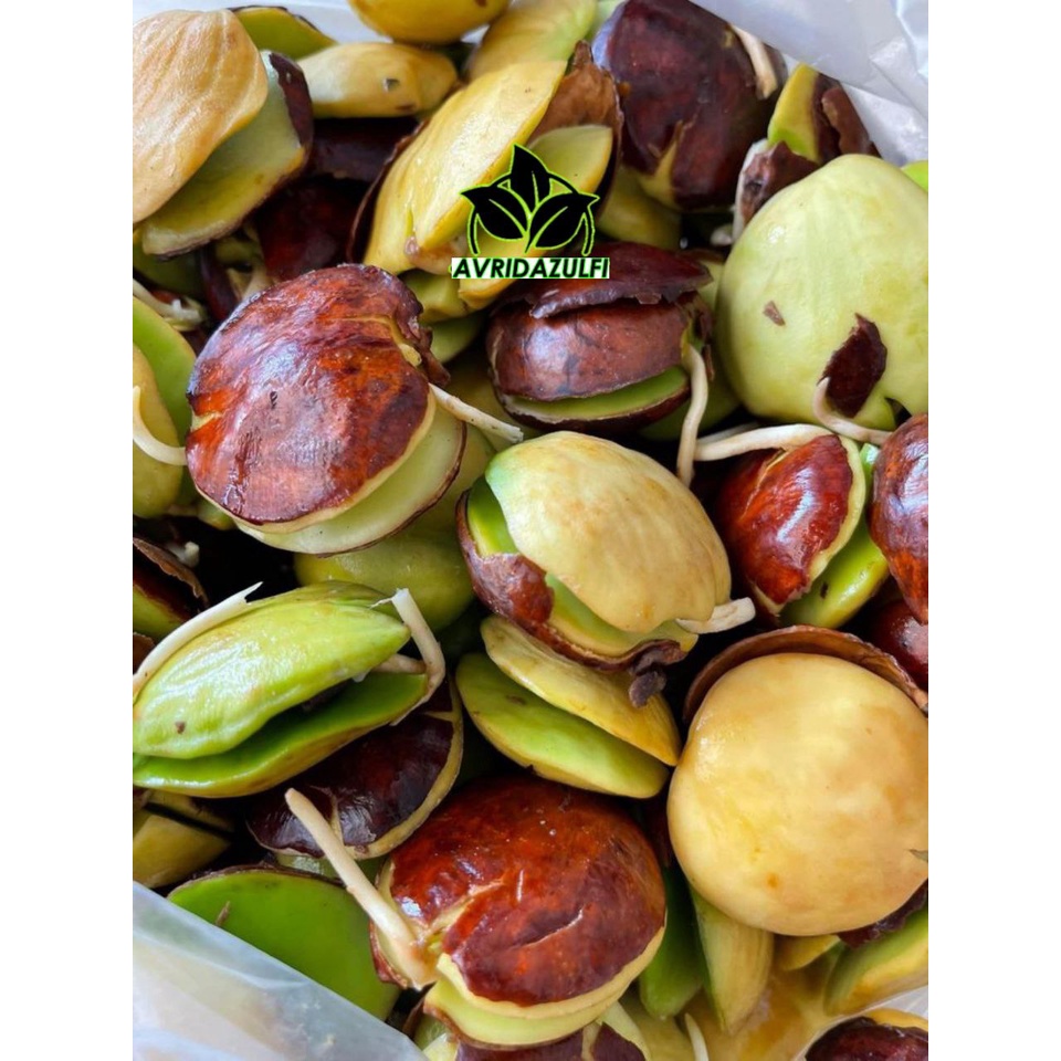 Bibit Jengkol Unggul Hasil Okulasi Berkualitas Murah