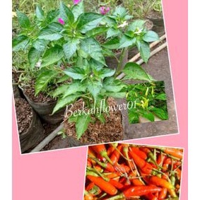 Pohon cabe rawit setan, Pohon Cabe Rawit Merah, Tanaman Cabe Rawit
