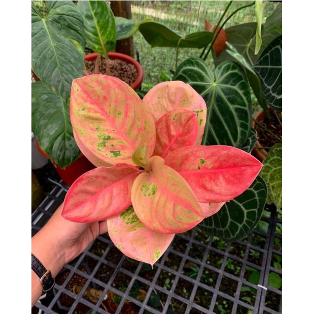 Aglonema Emerald Mutasi Remaja / Tanaman Hias Bunga Aglaonema Aglonema