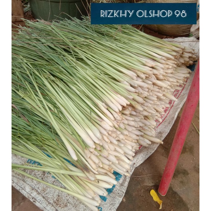 

Daun Sereh / Serai Segar 1 Ikat