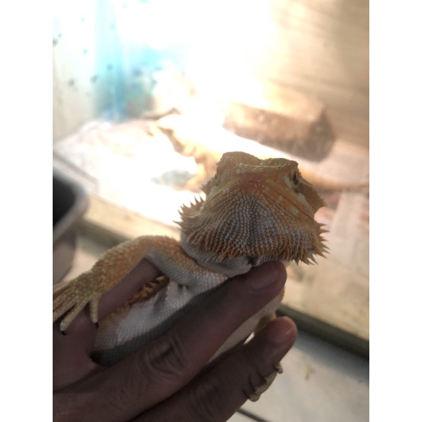 Bearded Dragon het hypo minus