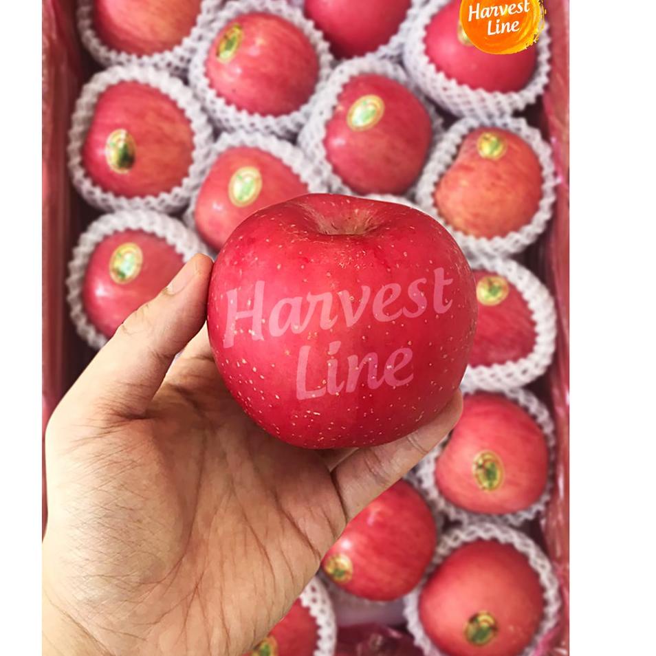 

Ready Stok BUAH APEL FUJI SUPER PREMIUM 600GR [HARVEST LINE]