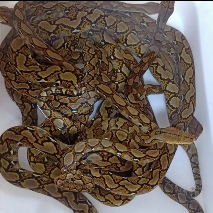 Jual reticulatus | Shopee Indonesia