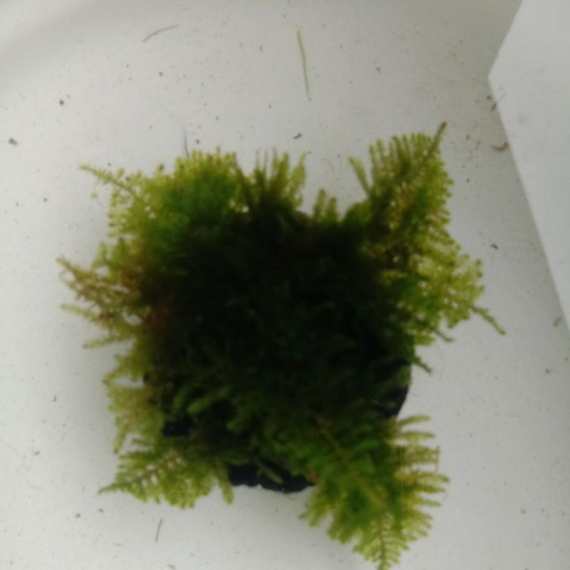 

Mosscrismas/mediawabikusa