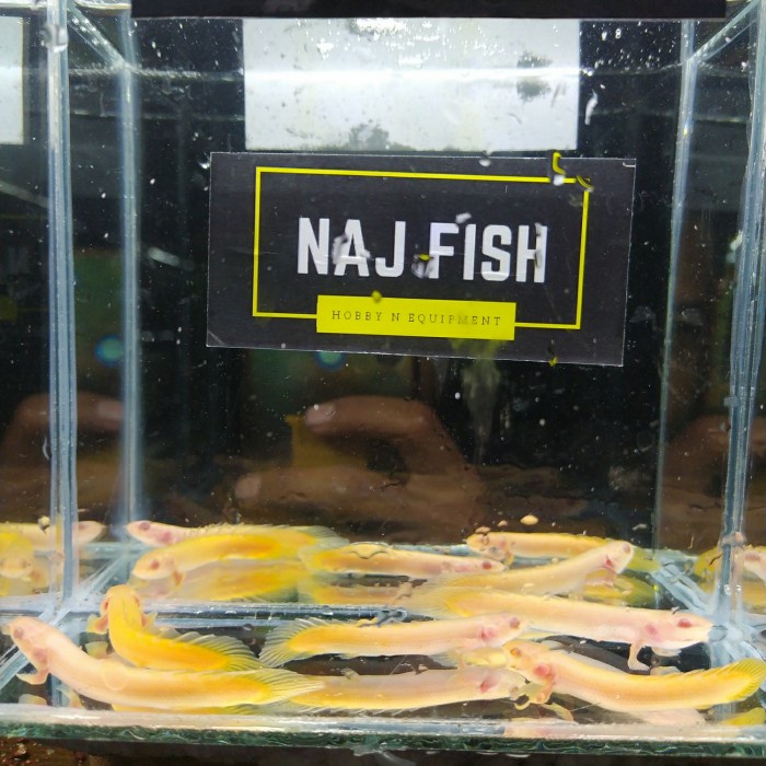 Palmas Senegalus Albino Cakep Penghias Aquarium Aquascape Gojek