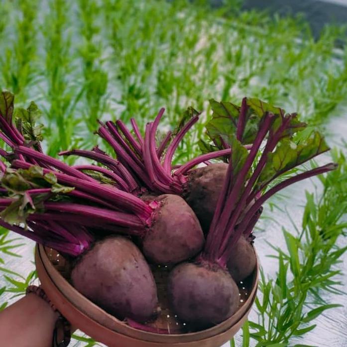 

PRODUK KEREN TERMURAH BUAH BIT ROOT UKURAN RANDOM 1 KG ❂ 873