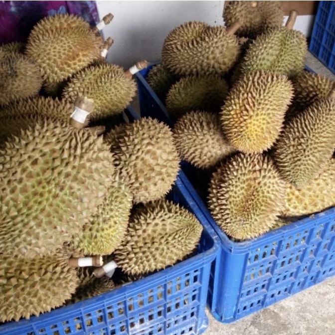 Duren Montong / Durian Monthong Palu Fresh Buah utuh 3kg-4.5kg