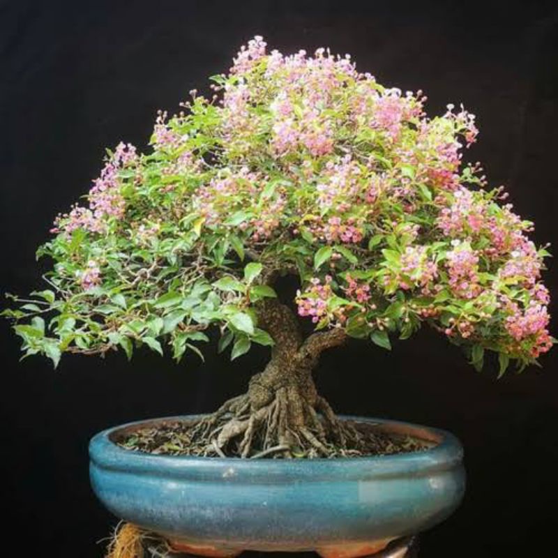 bibit bonsai sakura mikro