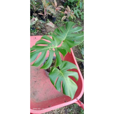 monstera king besar