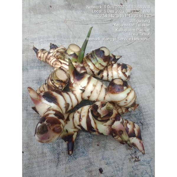 

1kg umbi ganyong putih fres