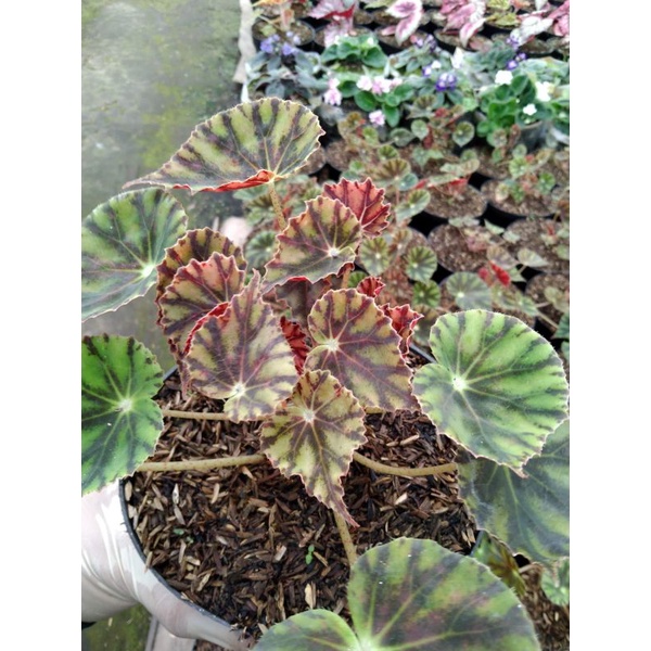 BEGONIA MACAN