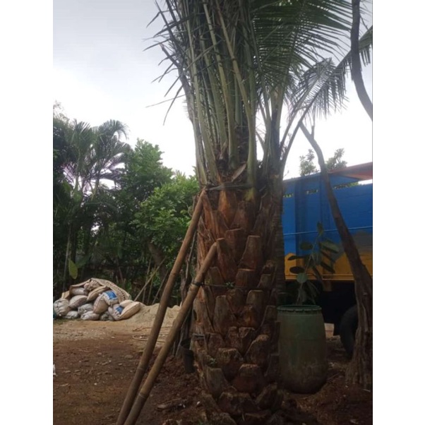 pohon kurma azwa uk. 4 meter - pohon kurma ajwa