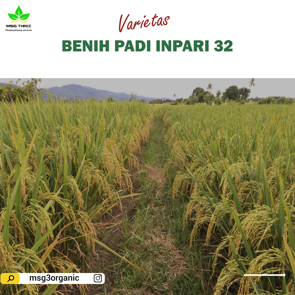 Benih Padi INPARI 32 JUMBO