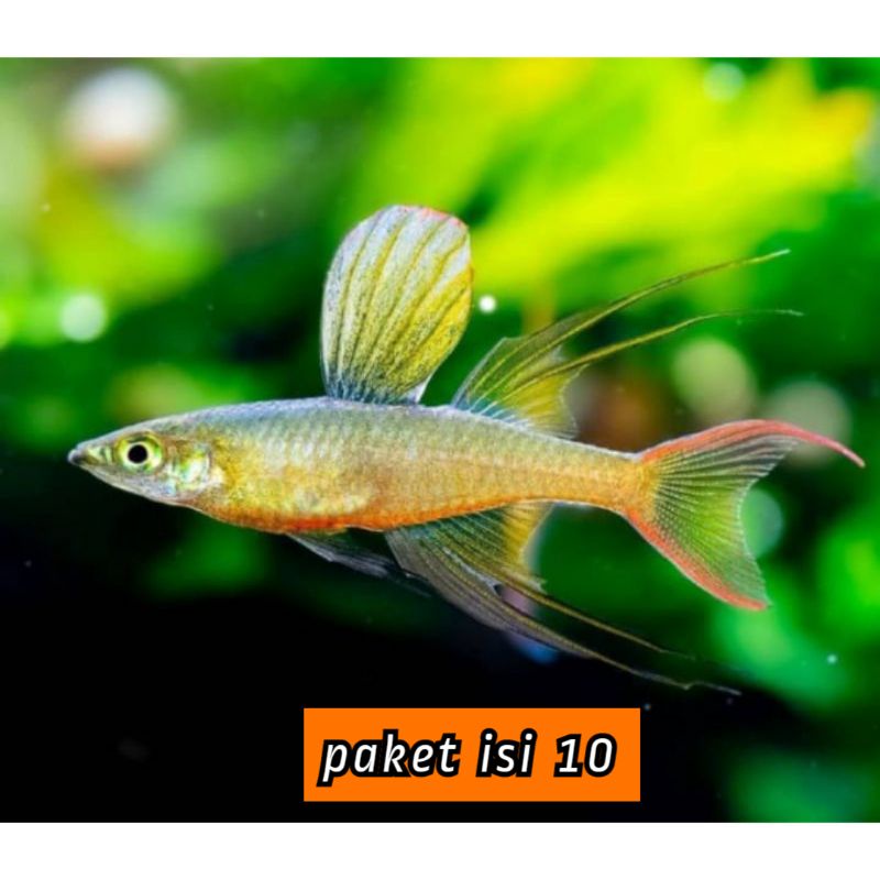 

✓ jual irian terina isi 10