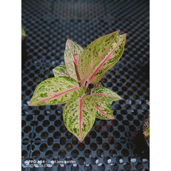 aglaonema widuri