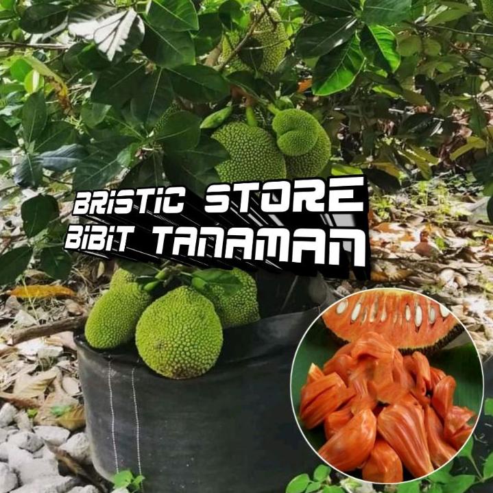 ៛ Bibit Nangka Merah Thailand Super Genjah Okulasi 1 Kg Isi 5 ㅓ