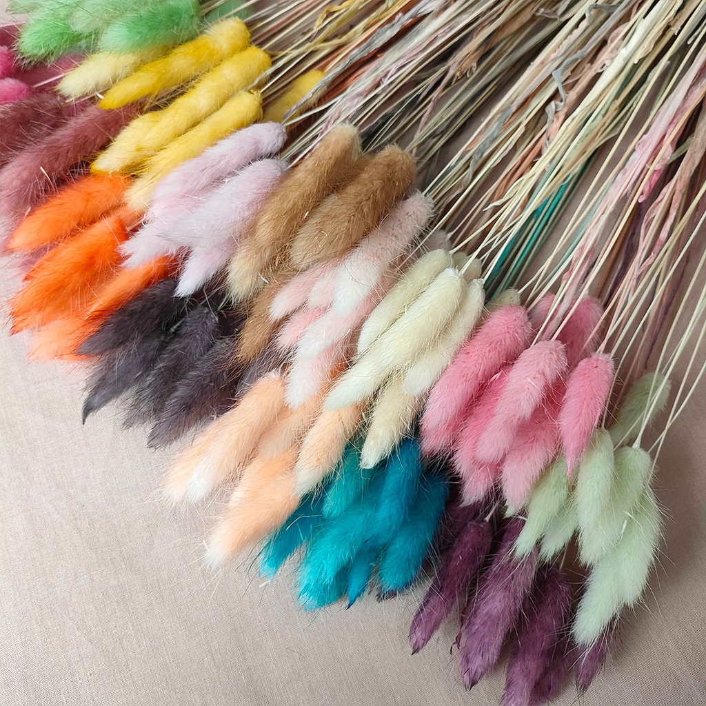 Dried Flower Candy Colour Lagurus Rabbit Tail Bunga Kering Asli Hias Dekorasi Buket