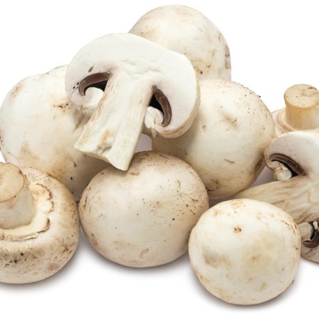 

Jamur Champignon