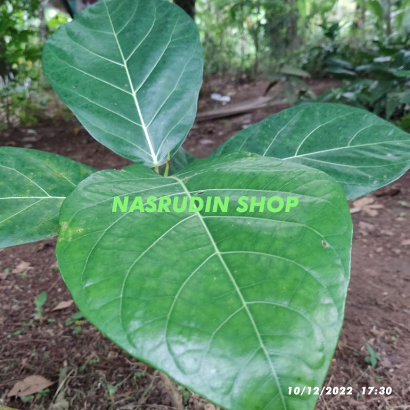 

[Fresh] BIBIT DAUN AWAR AWAR BIBIT AWAR AWAR BAR-ABAR KI CIYAT SIRIH POPAR DAUSSALO