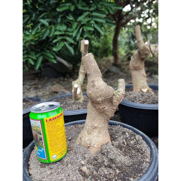 Bahan Bonsai Anting Putri Batang Putih